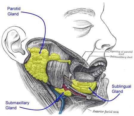 Mitch Marder - November 2014 - Everyday Holistic Dentistry Products You Can Find In Seattle_html_m409c0cbe