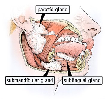 Seattle-holistic-dentistry-dry-mouth-diabetes
